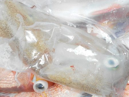 こうゆう丸 釣果