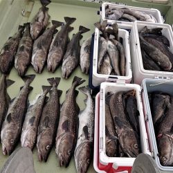 気仙沼　つり丸 釣果