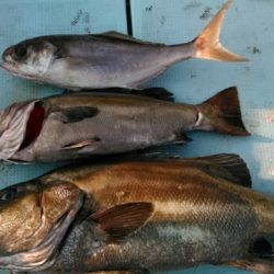 あき丸 釣果