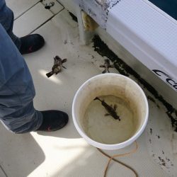 遊漁船 ニライカナイ 釣果