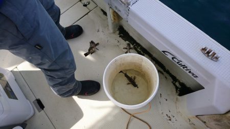 遊漁船 ニライカナイ 釣果