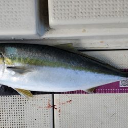 遊漁船 ニライカナイ 釣果