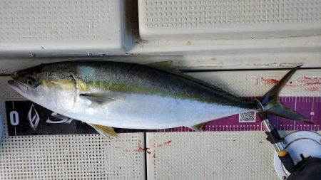 遊漁船 ニライカナイ 釣果