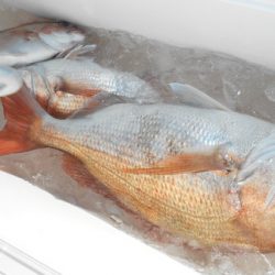 こうゆう丸 釣果