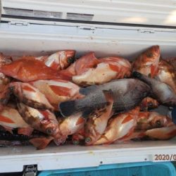 第二むつ漁丸 釣果