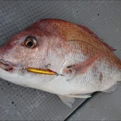 IDATEN（イダテン） 釣果