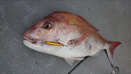 IDATEN（イダテン） 釣果