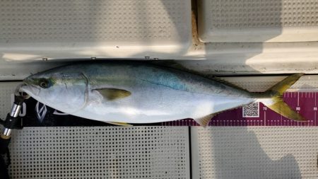 遊漁船　ニライカナイ 釣果