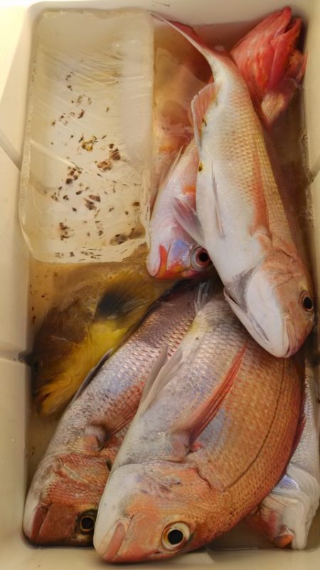 遊漁船 新鋭丸 釣果