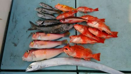 あき丸 釣果