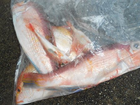 こうゆう丸 釣果