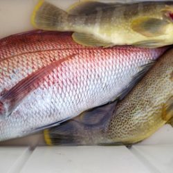 遊漁船 新鋭丸 釣果