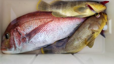 遊漁船 新鋭丸 釣果