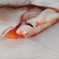 遊漁船 新鋭丸 釣果