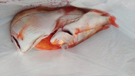 遊漁船 新鋭丸 釣果