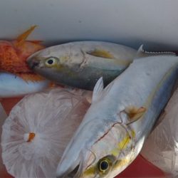 遊漁船 新鋭丸 釣果