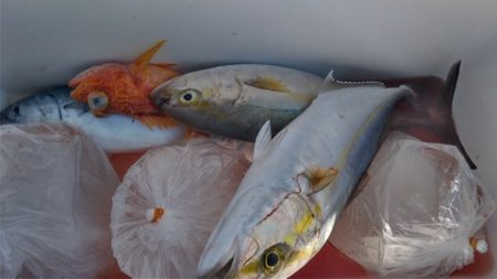 遊漁船 新鋭丸 釣果