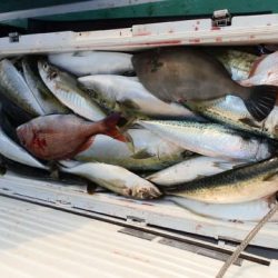 第二むつ漁丸 釣果