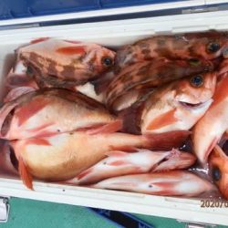 第二むつ漁丸 釣果