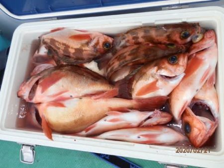 第二むつ漁丸 釣果