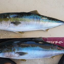 遊漁船　ニライカナイ 釣果
