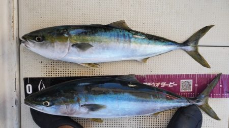 遊漁船　ニライカナイ 釣果