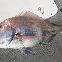 遊漁船 新鋭丸 釣果