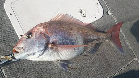 遊漁船 新鋭丸 釣果