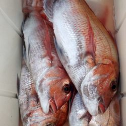 遊漁船 新鋭丸 釣果