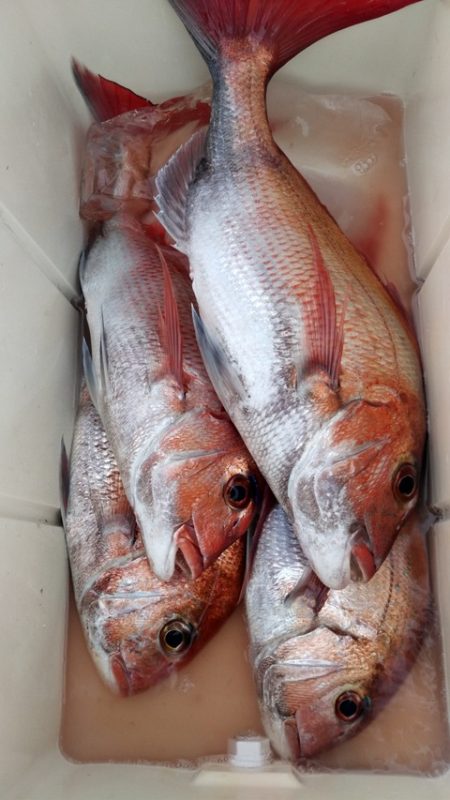 遊漁船 新鋭丸 釣果