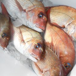 こうゆう丸 釣果