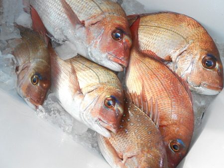 こうゆう丸 釣果