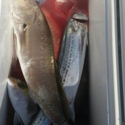 第五慶門丸 釣果