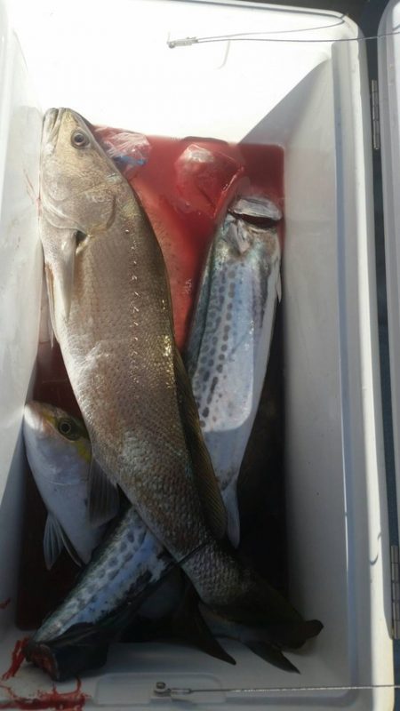 第五慶門丸 釣果