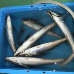 第二むつ漁丸 釣果