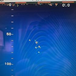 へいみつ丸 釣果