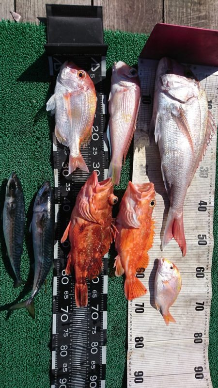 正幸丸 釣果