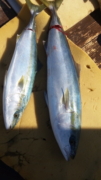 小海途 釣果