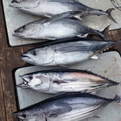 小海途 釣果