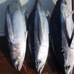 小海途 釣果