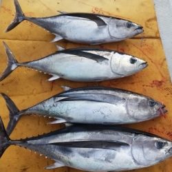 小海途 釣果