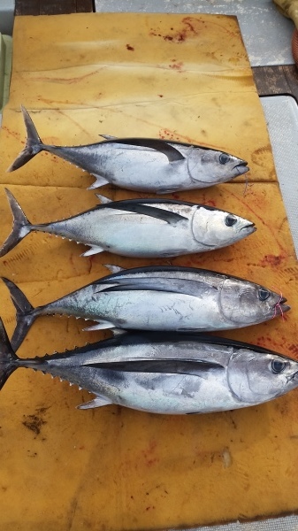 小海途 釣果