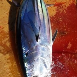 小海途 釣果