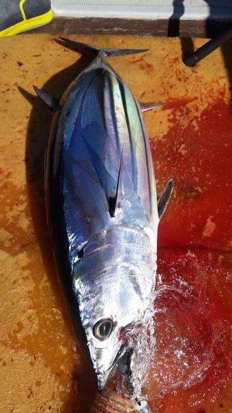 小海途 釣果