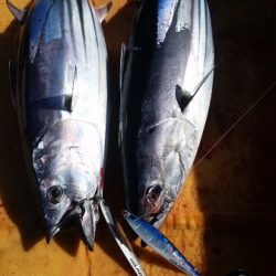 小海途 釣果
