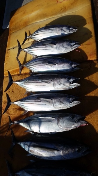 小海途 釣果