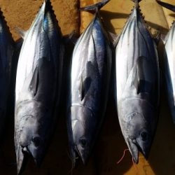 小海途 釣果