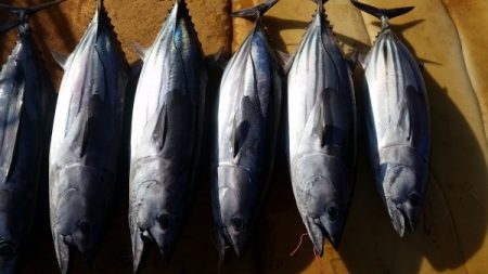 小海途 釣果