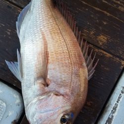 小海途 釣果