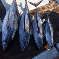 小海途 釣果
